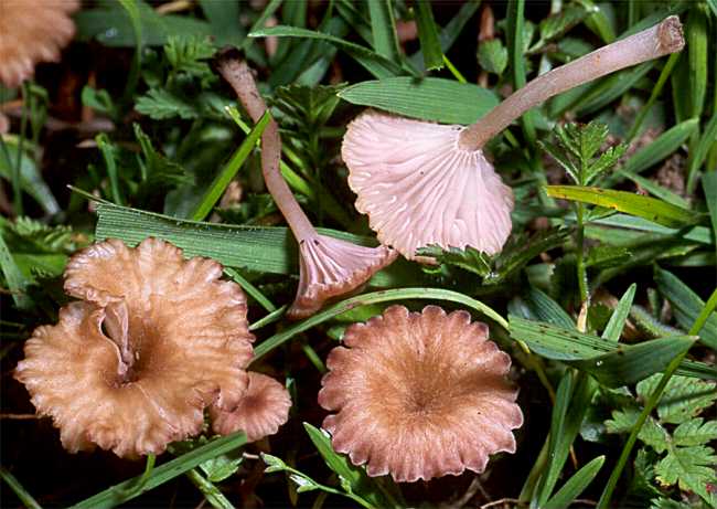 Omphalina pyxidata